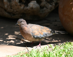 Streptopelia senegalensis senegalensis