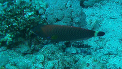 Pseudodax moluccanus