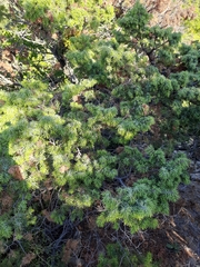 Juniperus deltoides