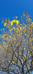 Handroanthus ochraceus