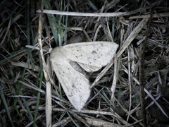 Mythimna flavostigma