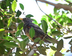 Turdus smithi