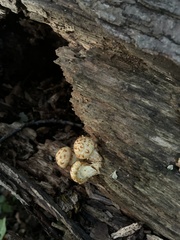 Pholiota