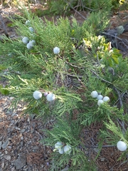 Juniperus excelsa