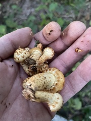 Pholiota