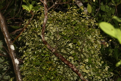 Notothixos subaureus