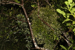 Notothixos subaureus