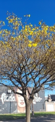 Handroanthus ochraceus