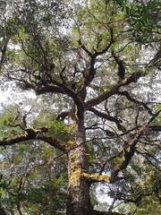 Nothofagus cunninghamii