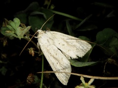 Mythimna flavostigma