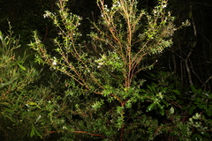 Leucopogon