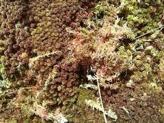 Sphagnum rubellum