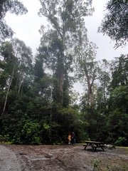 Eucalyptus nitida