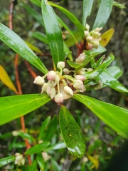 Tasmannia lanceolata