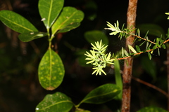 Leucopogon