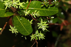 Leucopogon