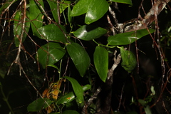 Geitonoplesium cymosum