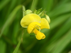Vigna radiata sublobata