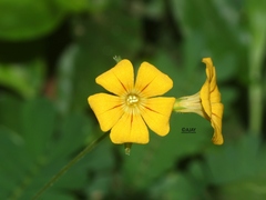 Biophytum sensitivum