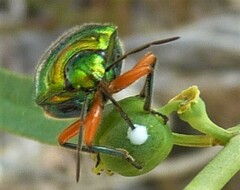 Lampromicra senator