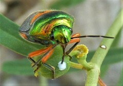 Lampromicra senator