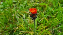Pilosella aurantiaca