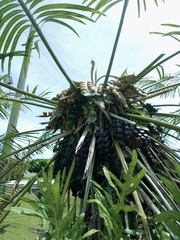 Cycas micronesica