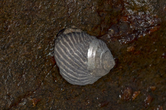 Austrocochlea porcata