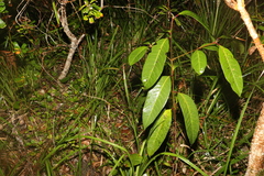 Rhodomyrtus psidioides
