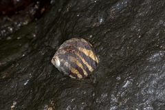 Austrocochlea porcata