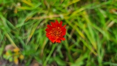 Pilosella aurantiaca