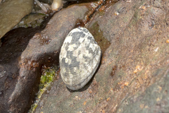 Nerita albicilla