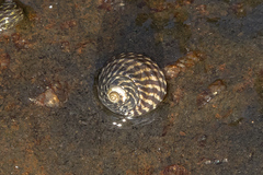 Austrocochlea porcata