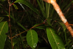 Rhodomyrtus psidioides