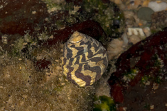 Austrocochlea porcata