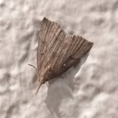 Hypena rostralis