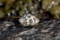 Tenguella marginalba