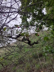 Cotoneaster simonsii