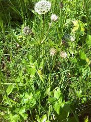 Astrantia major major