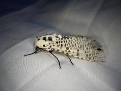 Zeuzera multistrigata