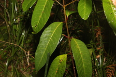 Rhodomyrtus psidioides
