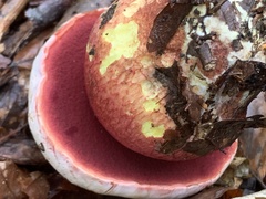 Rubroboletus satanas