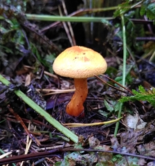 Hygrophoropsis