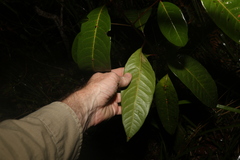 Rhodomyrtus psidioides