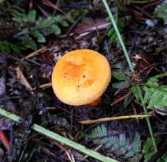 Hygrophoropsis