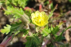 Oenothera laciniata