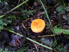 Hygrophoropsis