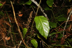 Clerodendrum floribundum