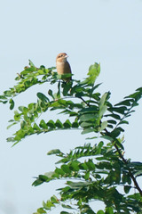 Lanius bucephalus