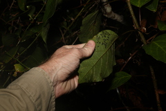 Clerodendrum floribundum